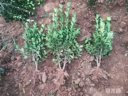 高度95厘米冬青卫矛