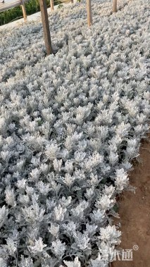 高度20厘米银叶菊