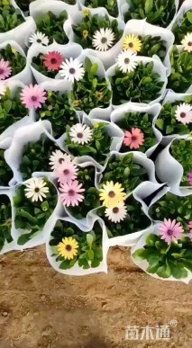 高度25厘米小菊花
