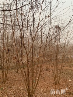 高度600厘米丛生三角枫