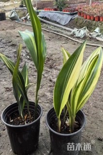高度30厘米花叶一叶兰