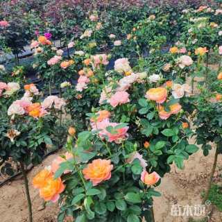 1.5公分小青杆月季