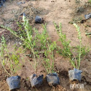 高度35厘米迎春花
