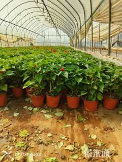 高度20厘米一串红