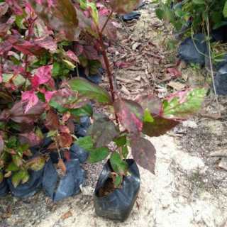 高度30厘米彩叶扶桑