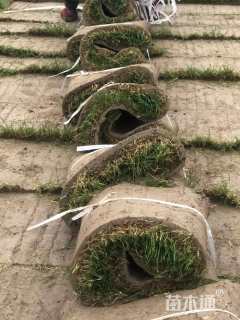 高度25厘米麦冬