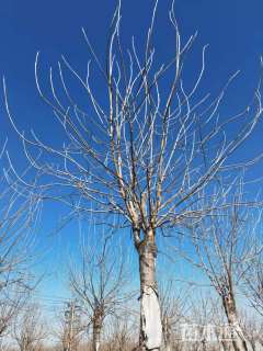 15公分金叶白蜡