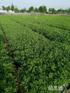 高度40厘米四季玫瑰