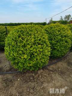 冠幅180厘米金叶女贞球