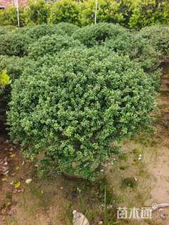 冠幅150厘米龟甲冬青球