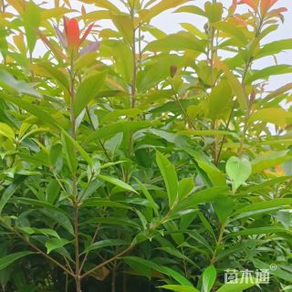 高度60厘米木荷小苗