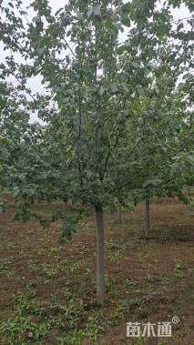 10公分山楂树
