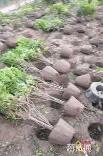 高度80厘米海桐