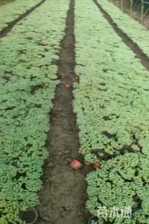 高度5厘米中华景天