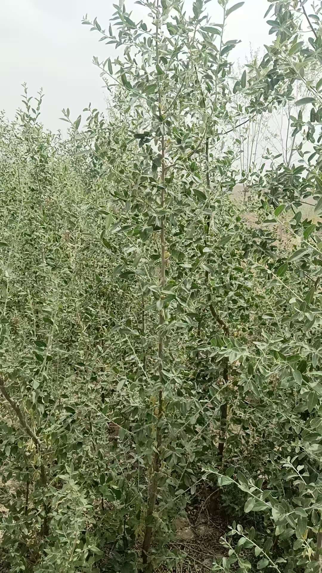 高度200厘米沙枣