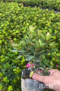 容器苗安酷杜鹃