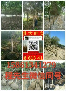 15公分大叶女贞