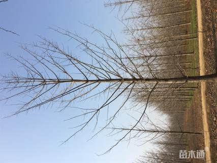 25公分银杏