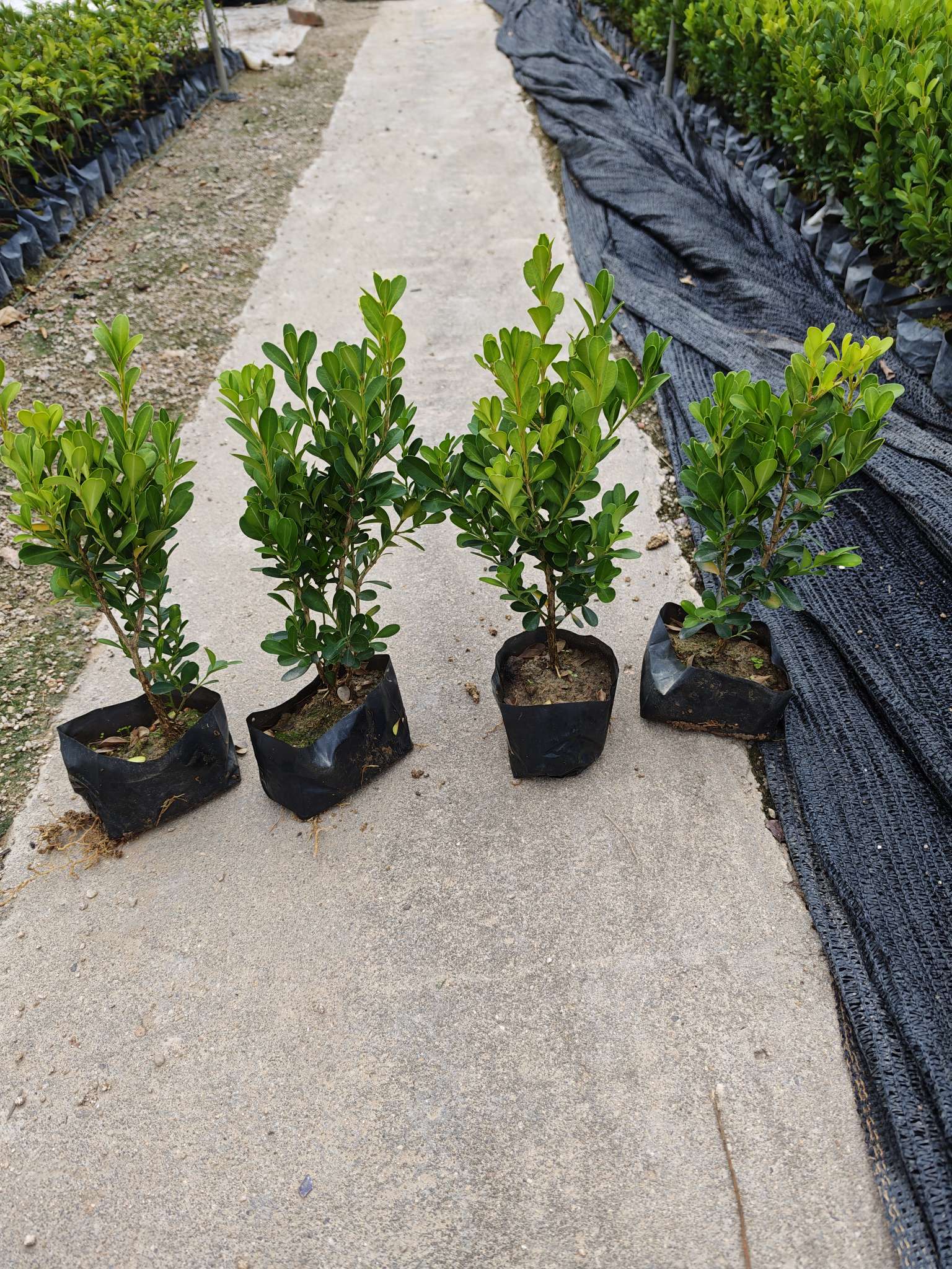 高度30厘米瓜子黄杨