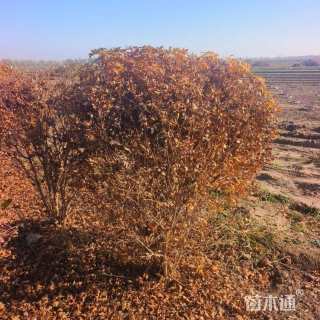 高度80厘米五角枫球