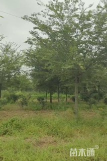 15公分榉树