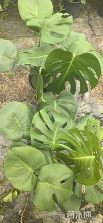 60厘米龟背竹