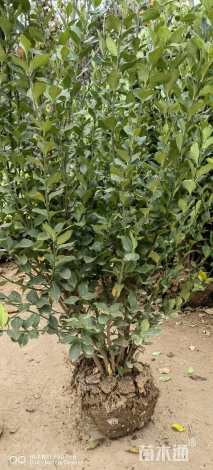 高度70厘米卫矛