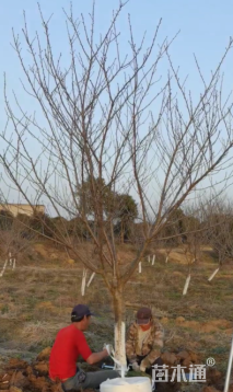 10公分樱花