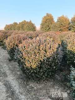 冠幅180厘米卫矛球