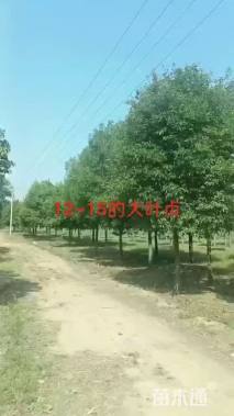 15公分大叶女贞