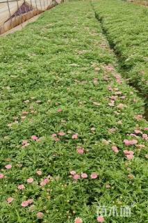 高度25厘米玛格丽特花