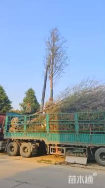 高度400厘米红叶石楠小苗