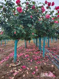 高度180厘米月季