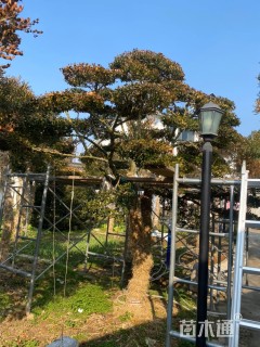 高度2.5厘米大叶黄杨柱