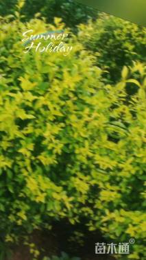 冠幅100厘米金叶女贞球