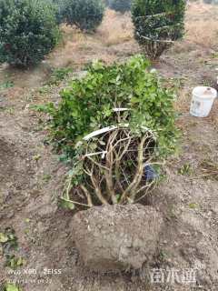 冠幅150厘米无刺枸骨球