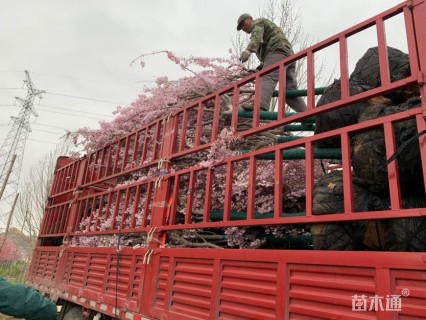 10公分八重红彼岸