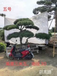 30公分造型黑松
