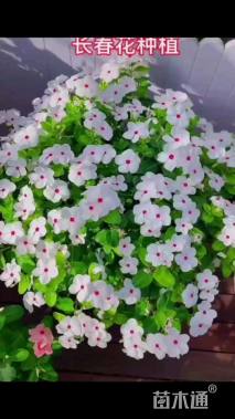 热浪  美星  长久长春花种子