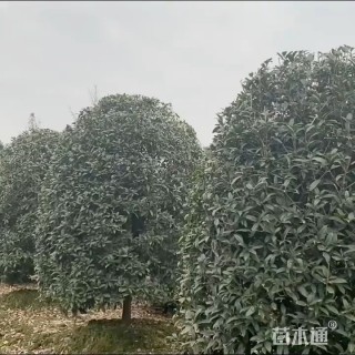 高度50厘米龙桂