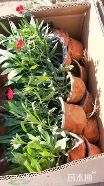 高度15厘米五彩石竹