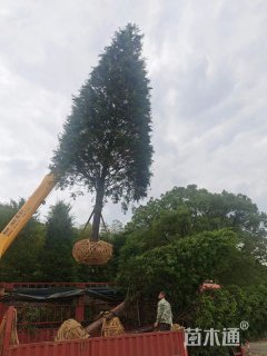10公分红豆杉