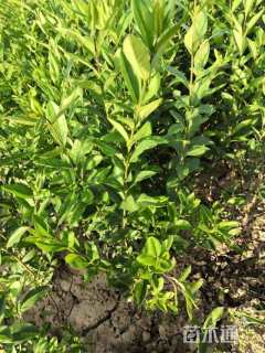 高度35厘米水蜡