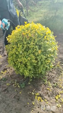 冠幅120厘米金叶榆球