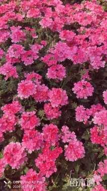 高度25厘米美女樱