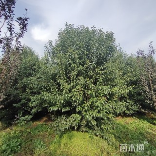 高度500厘米丛生大叶女贞