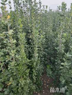 高度80厘米北海道黄杨
