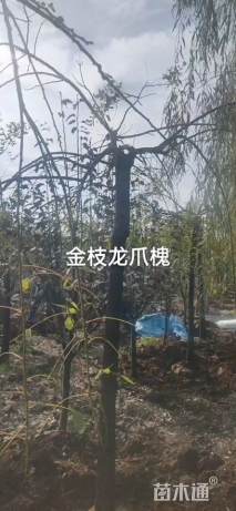 10公分金枝龙爪槐