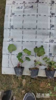 高度10厘米大吴风草