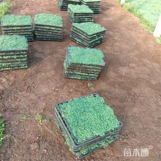高度10厘米中华景天